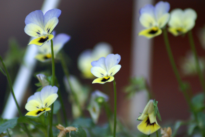 Pansies, par Xavier E. G. Dierick